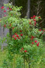 Bush with clusters of red berries
