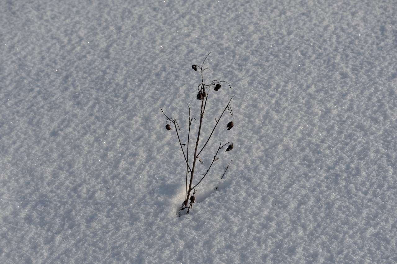 Dry plant in the snow