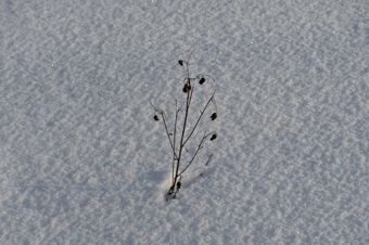 Dry plant in the snow