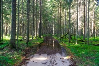Forest road after rain