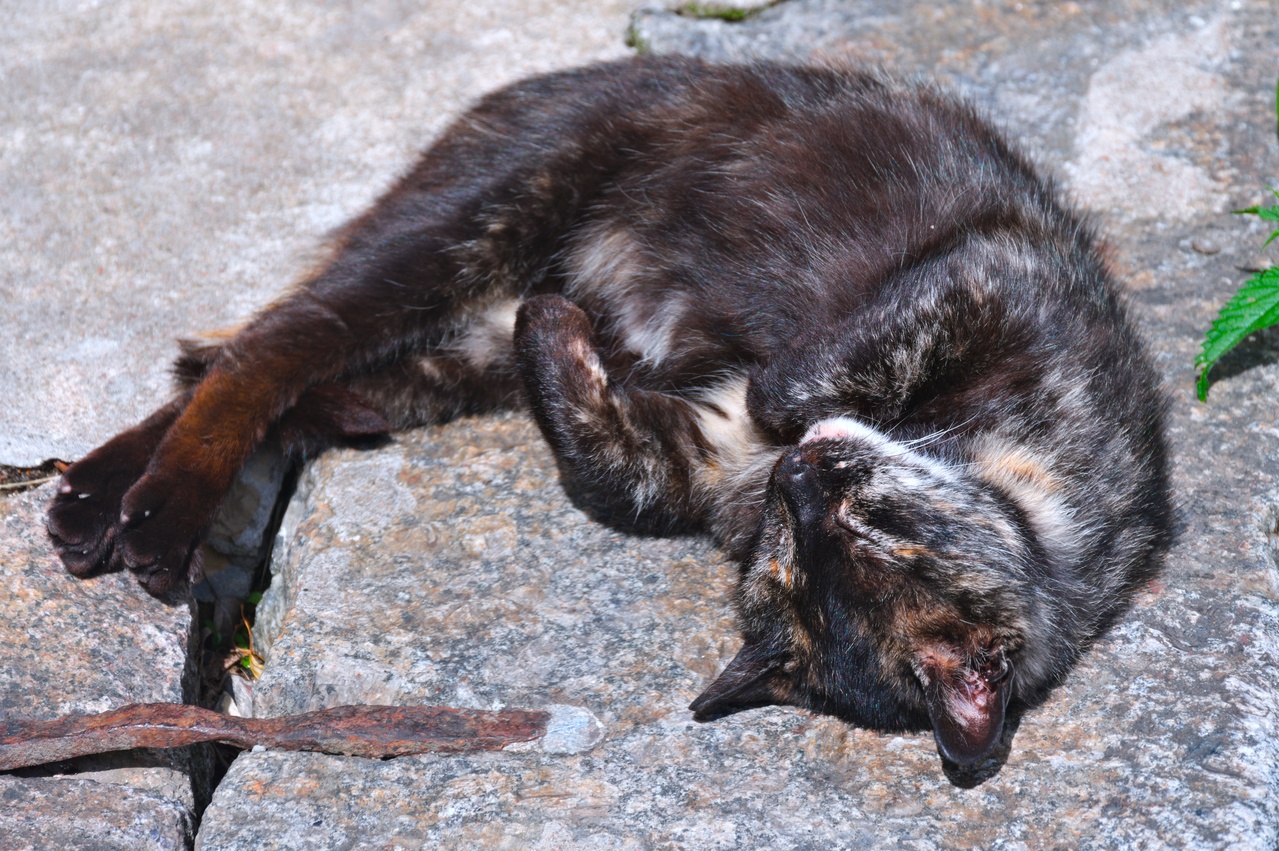 Sleeping cat on a rock