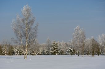 Snow-covered meadow and a winter forest