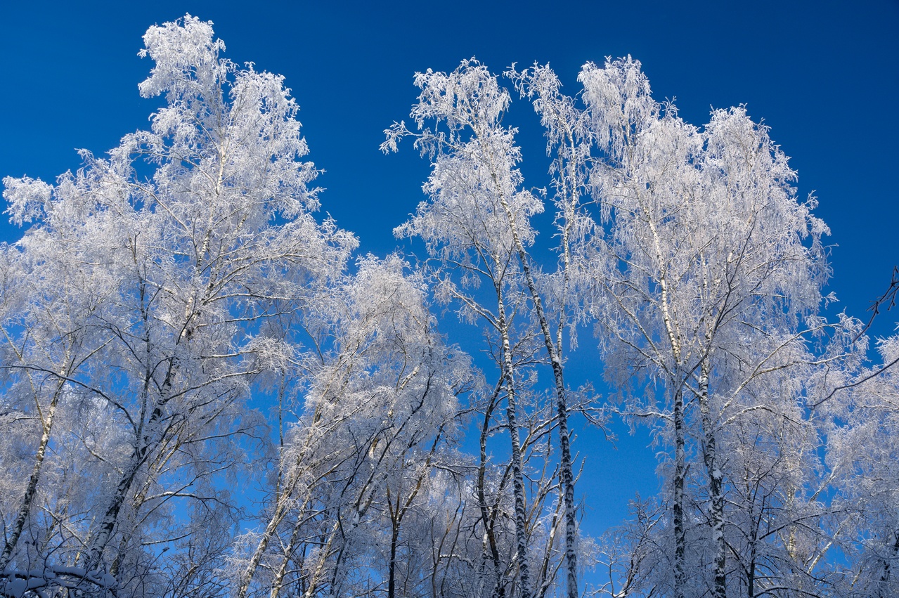 Tree branches covered with frost