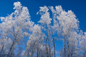 Tree branches covered with frost