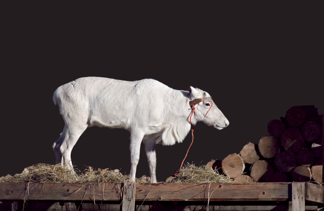 White deer