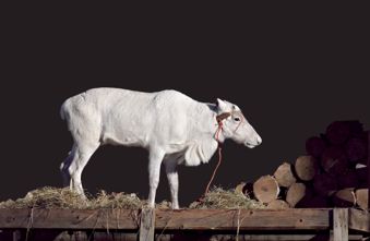 White deer