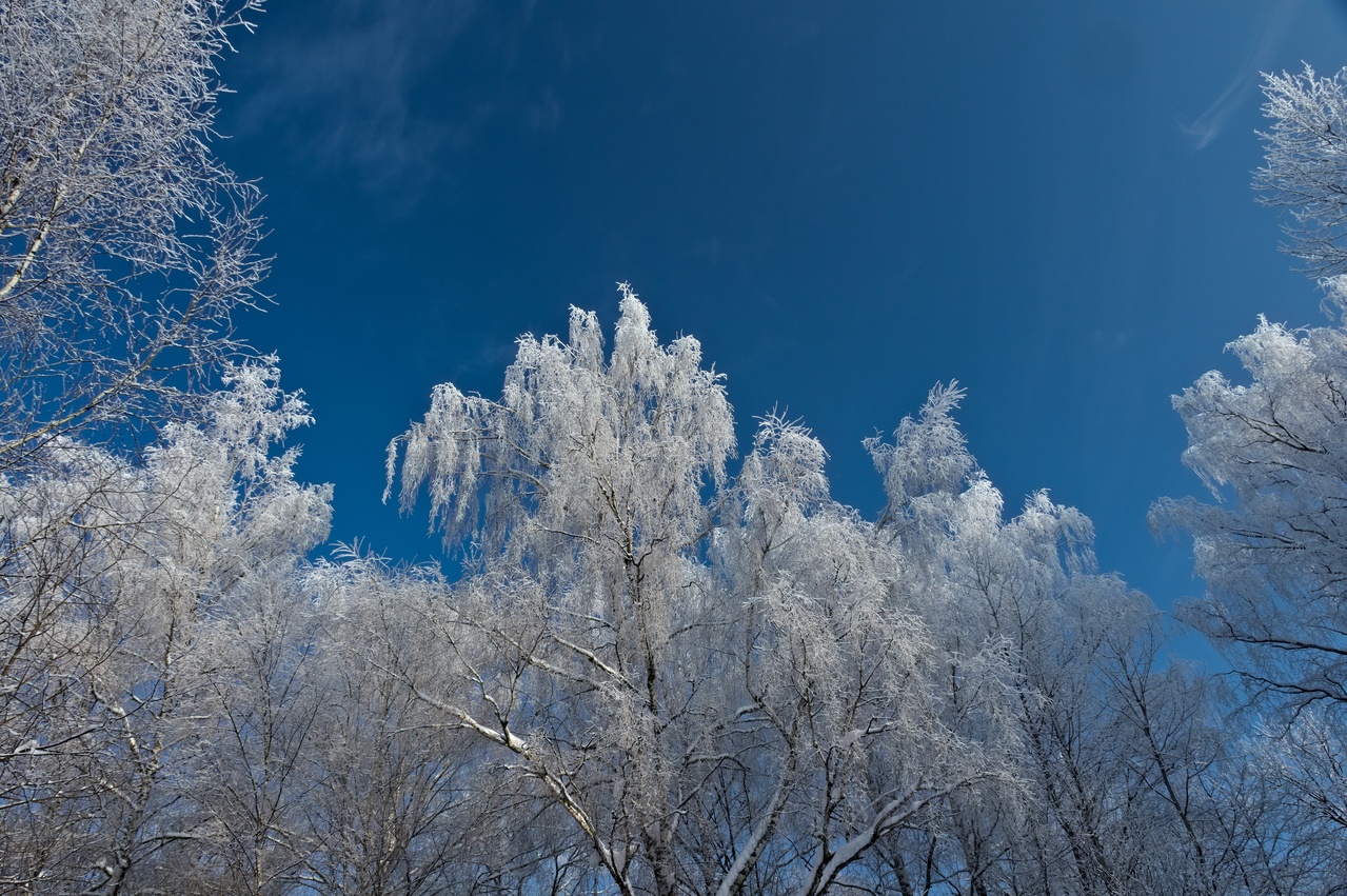 White trees and blue sky