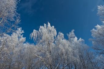White trees and blue sky
