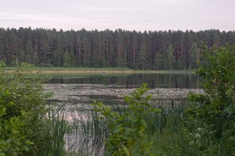 A fishing boat on a lake and a pine forest in the background